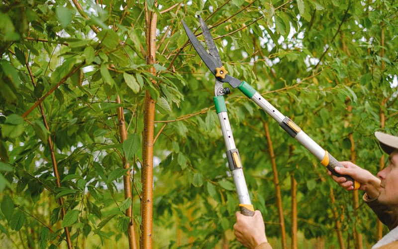 Tree trimming in Jonesville, KY